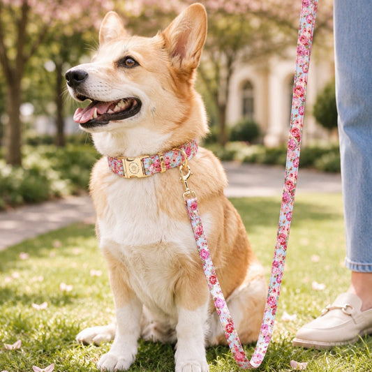 Custom Dog Collar with Personalized Name Tag