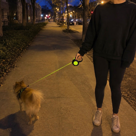 Reflective Pet Leash for Enhanced Safety